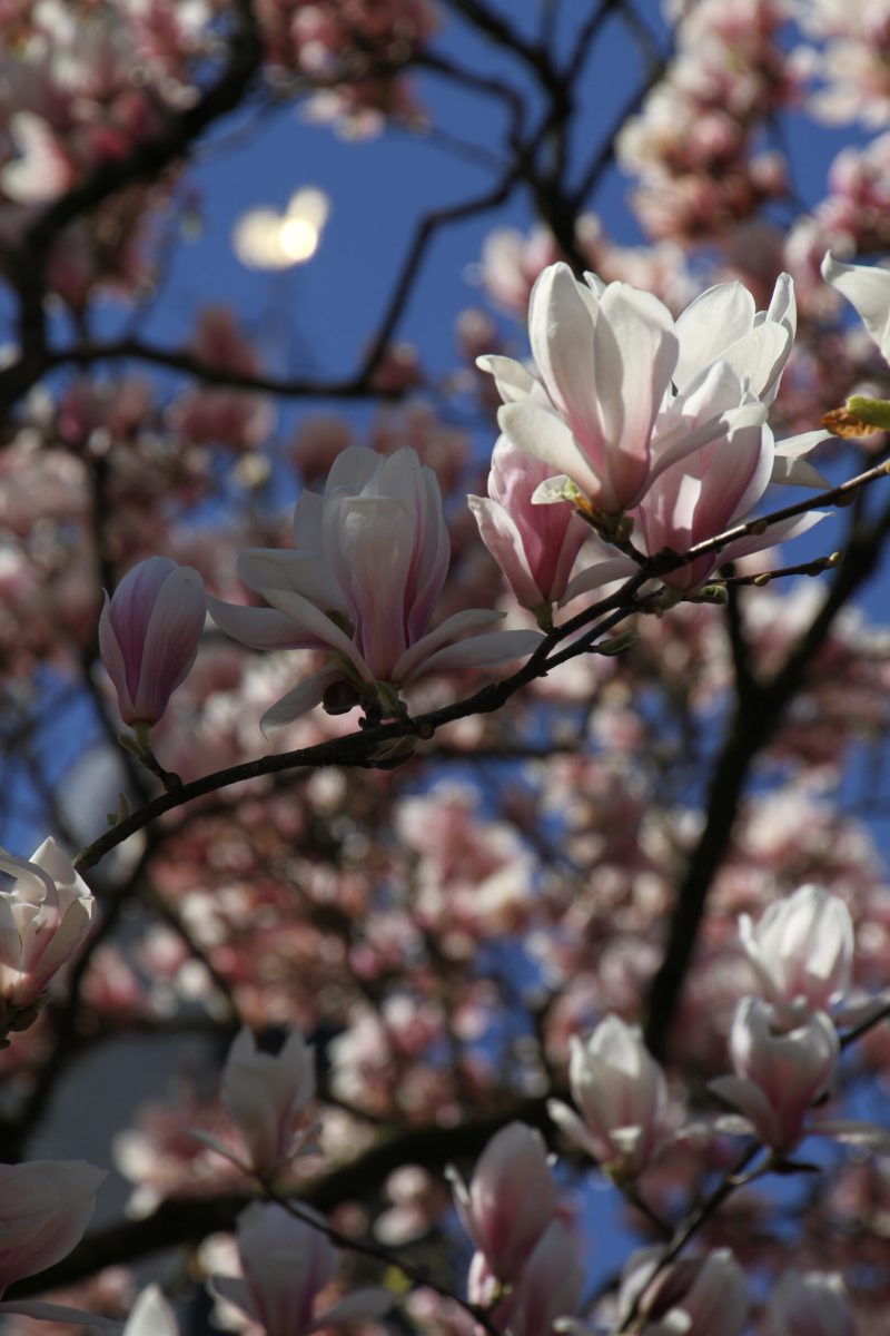 Magnolia bij de kerk
