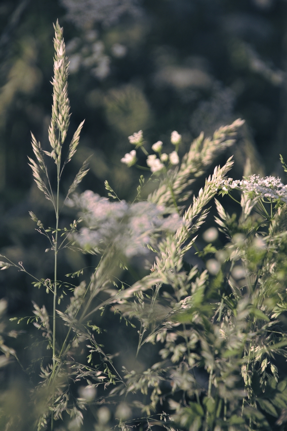 Gras en fluitekruid
