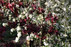 Bloesem in het voorjaar