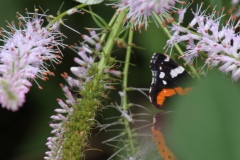 Atalanta en koolwitje