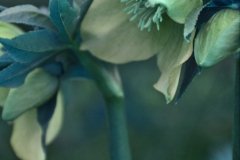 Helleborus in bloei