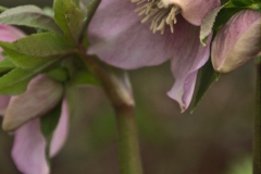 Helleborus