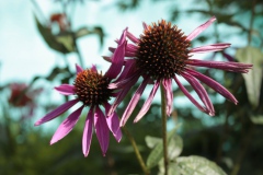 Zonnehoed Echinea gefotografeerd op de Floriade